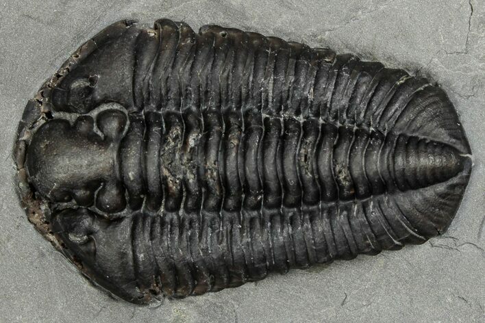 Calymene Niagarensis Trilobite Fossil - New York #357096